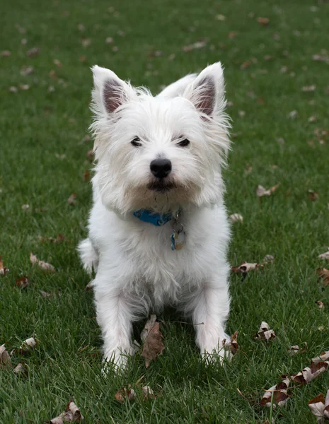 West Highland vit terrier — Stockfoto