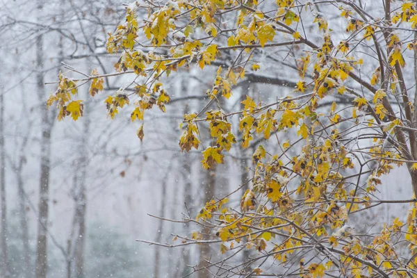Žluté listy v zimním parku — Stock fotografie