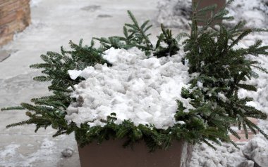 Bush bir kar altında