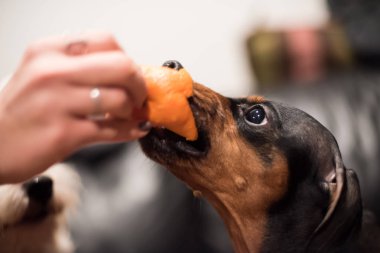 Dachshund 