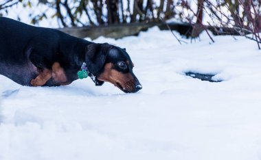 Dachshund üstünde bir kar 