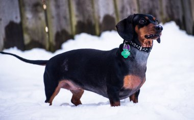 Dachshund üstünde bir kar 