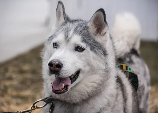 Husky — Stock fotografie