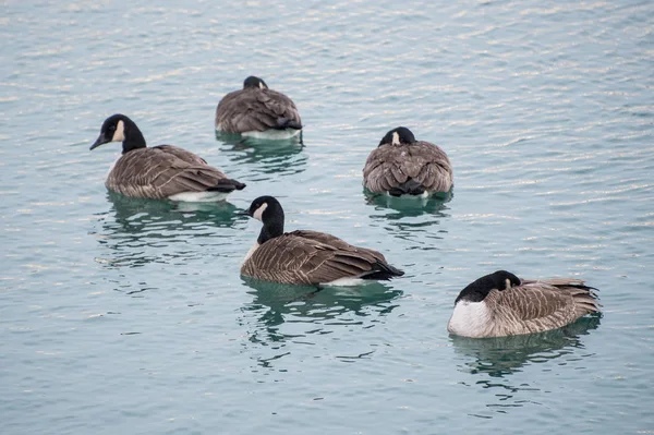 Anatre su un lago — Foto Stock