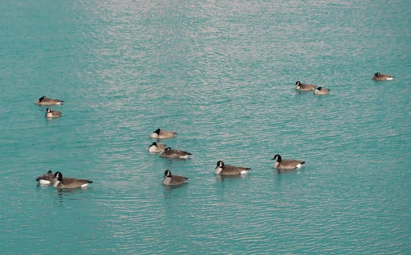 Ducks on a lake — Stock Photo, Image