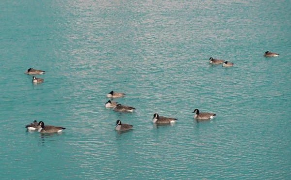 Anatre su un lago — Foto Stock