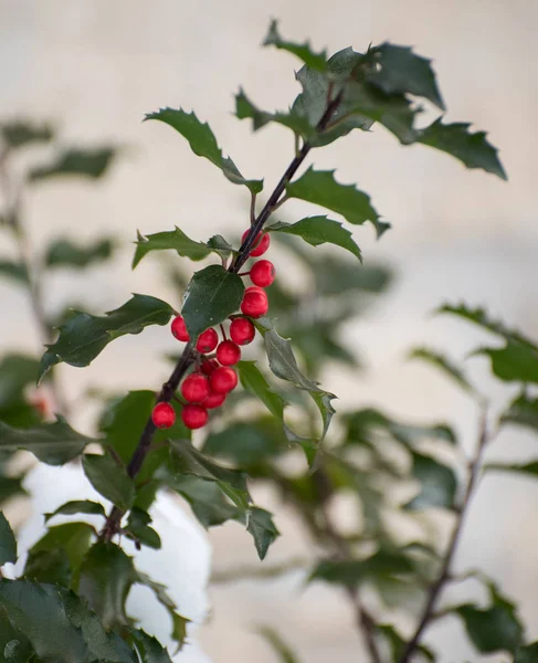 Rowan. — Stok fotoğraf