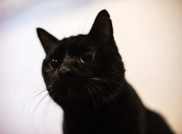 Gato negro — Foto de Stock