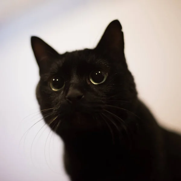 Chat noir — Photo