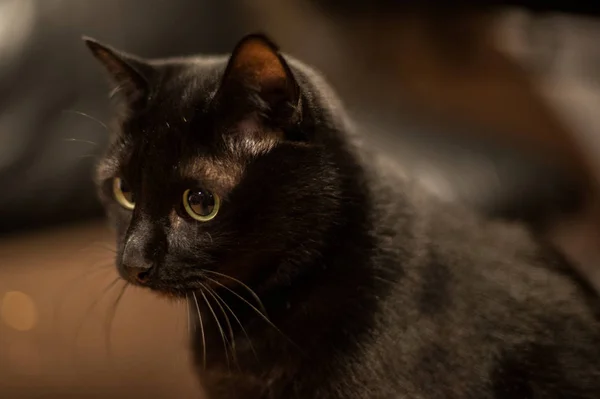 Gato preto — Fotografia de Stock