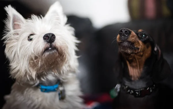 Teckel en de West highland white terriër — Stockfoto