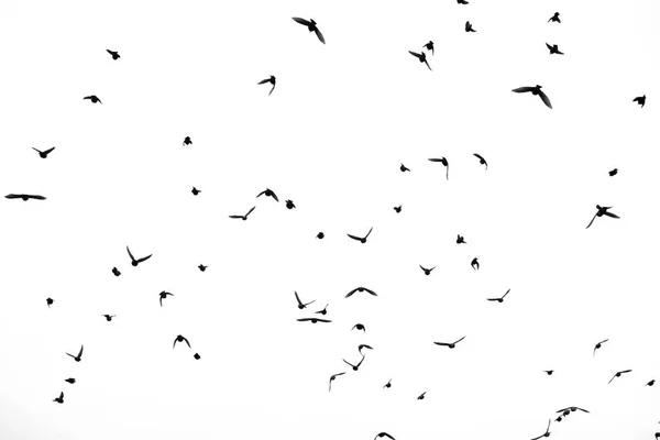 Pájaros en el cielo —  Fotos de Stock