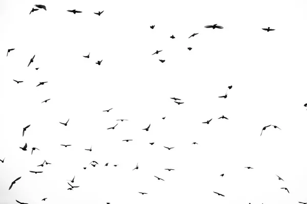 Păsări pe cer — Fotografie, imagine de stoc