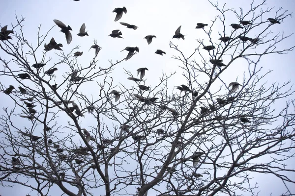 Πουλιά σε δέντρο — Φωτογραφία Αρχείου