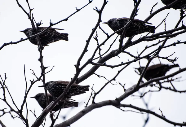 Vögel auf einem Baum — Stockfoto