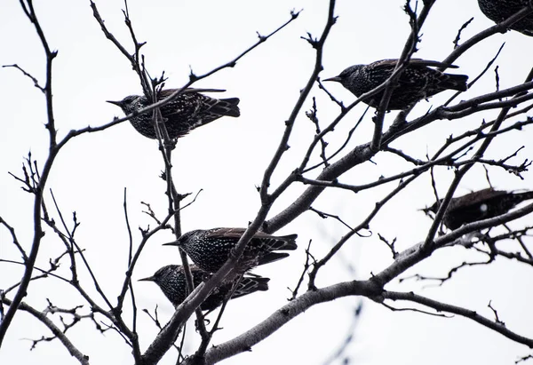 Vögel auf einem Baum — Stockfoto