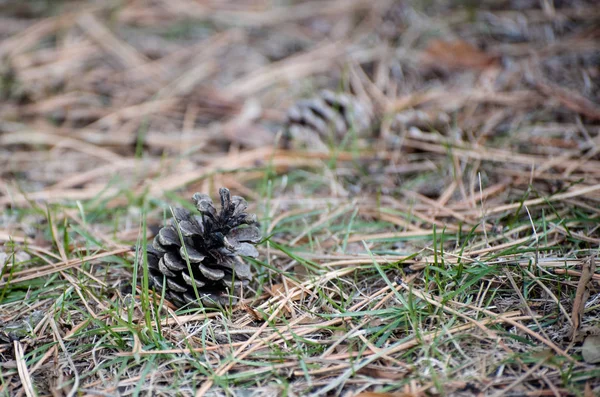 Fir-cone em um solo — Fotografia de Stock