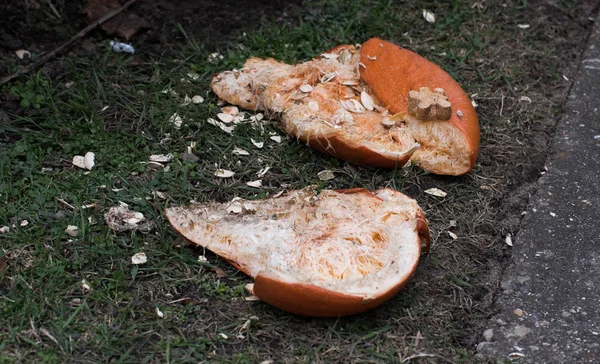 Smashed pumpkin — Stock Photo, Image