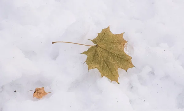 Sárga levelek a hóban Jogdíjmentes Stock Képek