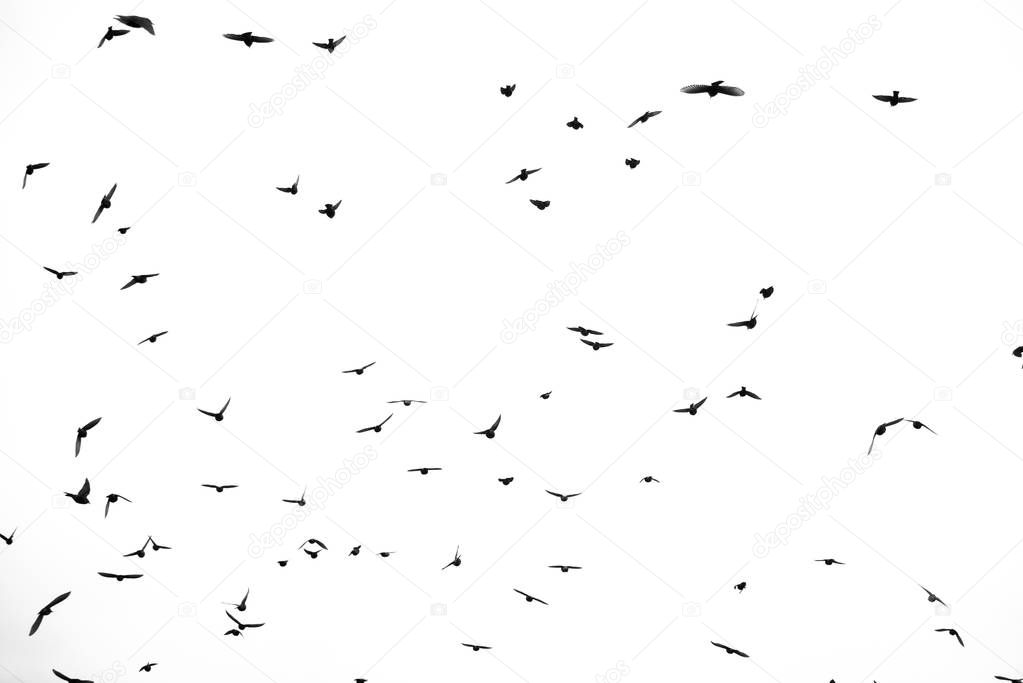 Birds in a sky