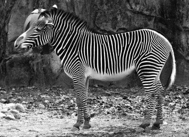Zebra