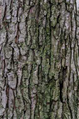 ağaç doku arka plan