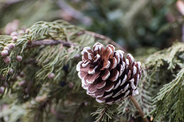 Geschilderde fir-cone — Stockfoto