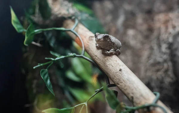 Frosch — Stockfoto