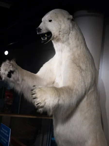 Enquanto urso polar — Fotografia de Stock