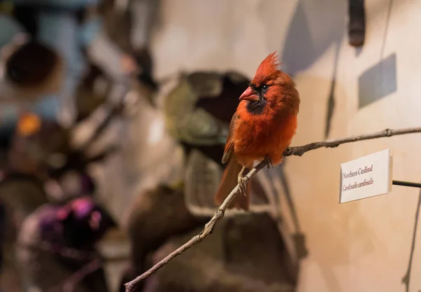野生の鳥 — ストック写真