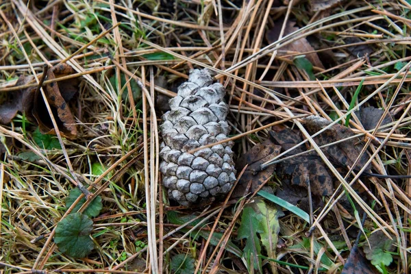 Cone de abeto — Fotografia de Stock