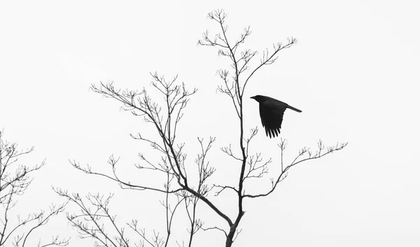 철새 까마귀 — 스톡 사진