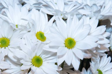 Chamomiles