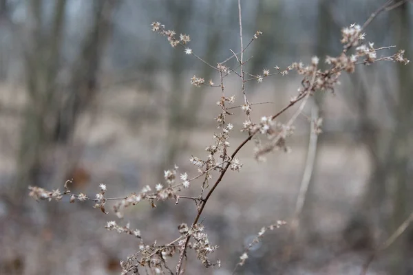 Flor de Inverno — Fotografia de Stock