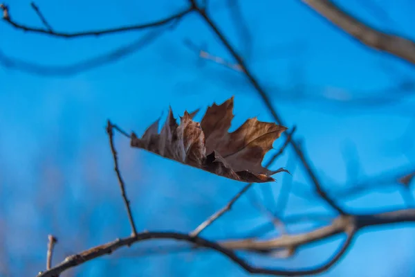 Zimní listí — Stock fotografie