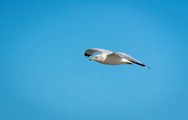 Meeuw — Stockfoto