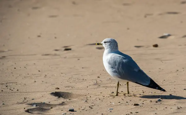 Gaviota — Foto de Stock