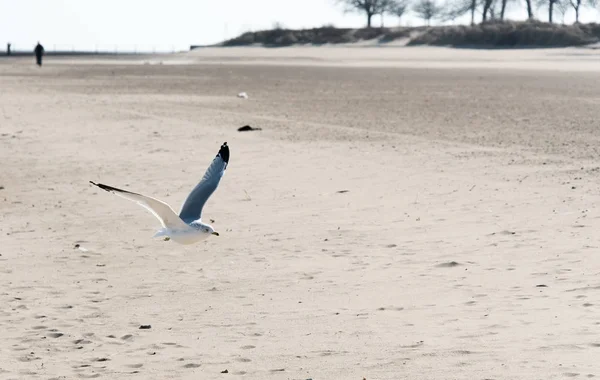 Gaviota — Foto de Stock