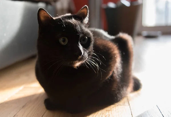 Чёрный домашний кот — стоковое фото