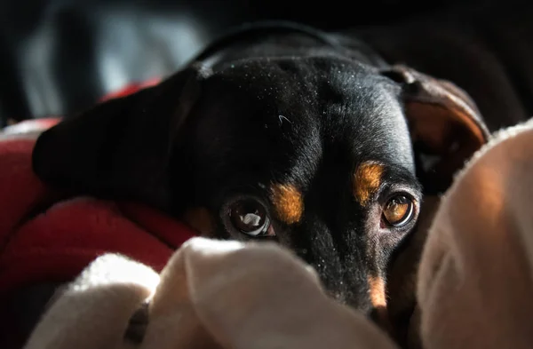 Dachshund