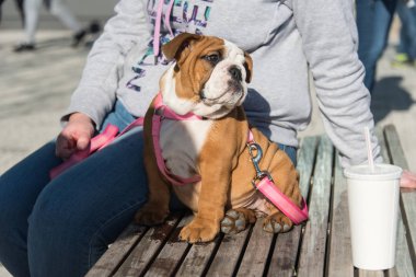 şirin bulldog yavrusu