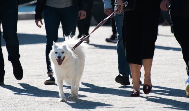 Tatlı beyaz köpek.