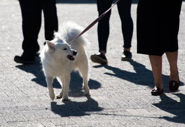 Tatlı beyaz köpek.