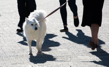 Tatlı beyaz köpek.