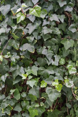 bir duvarda yeşil yaprakları