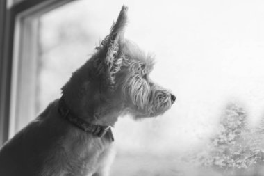 Batı Highland Beyaz Teriyeri