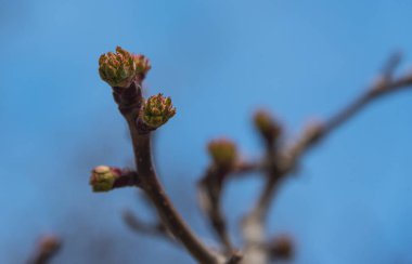 Ağaçtaki tomurcuklar