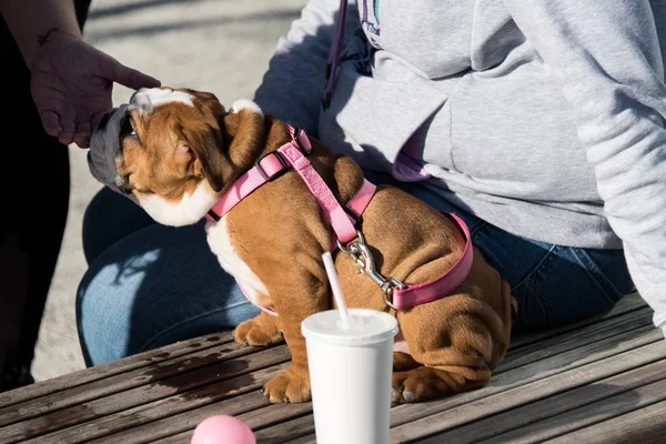 Симпатичный щенок бульдога — стоковое фото