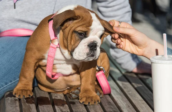Schattig bulldog pup — Stockfoto