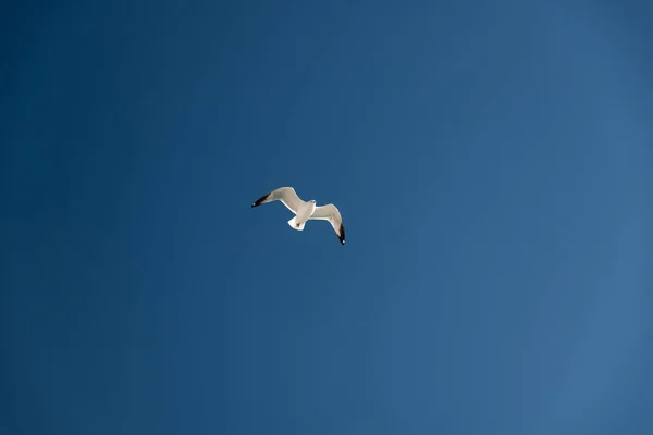 Seagull — Stock Photo, Image